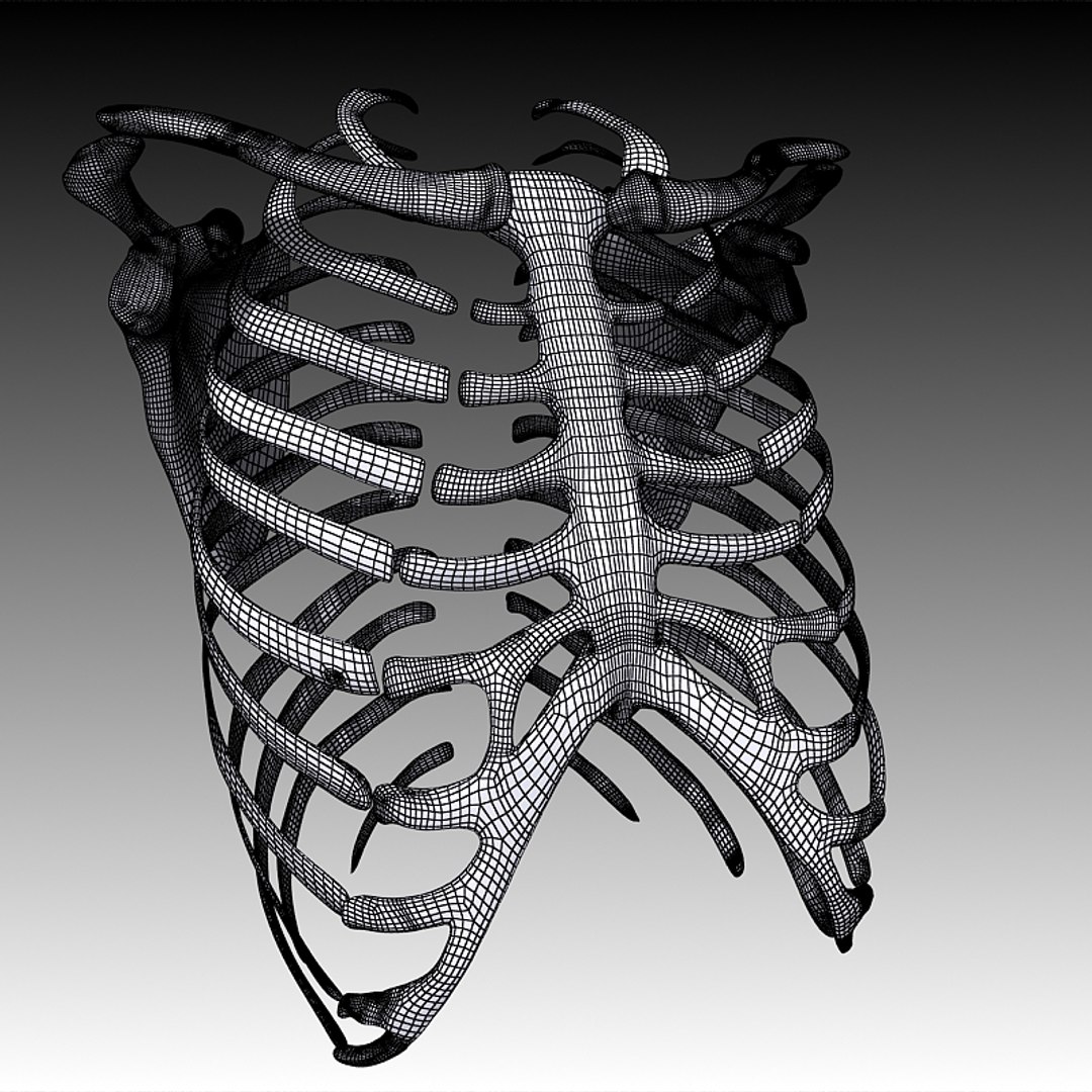 Rib Cage Ri 3d Model