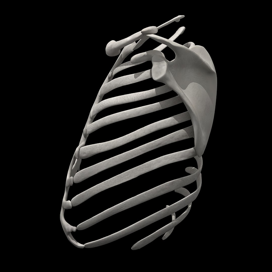 Rib Cage Ri 3d Model