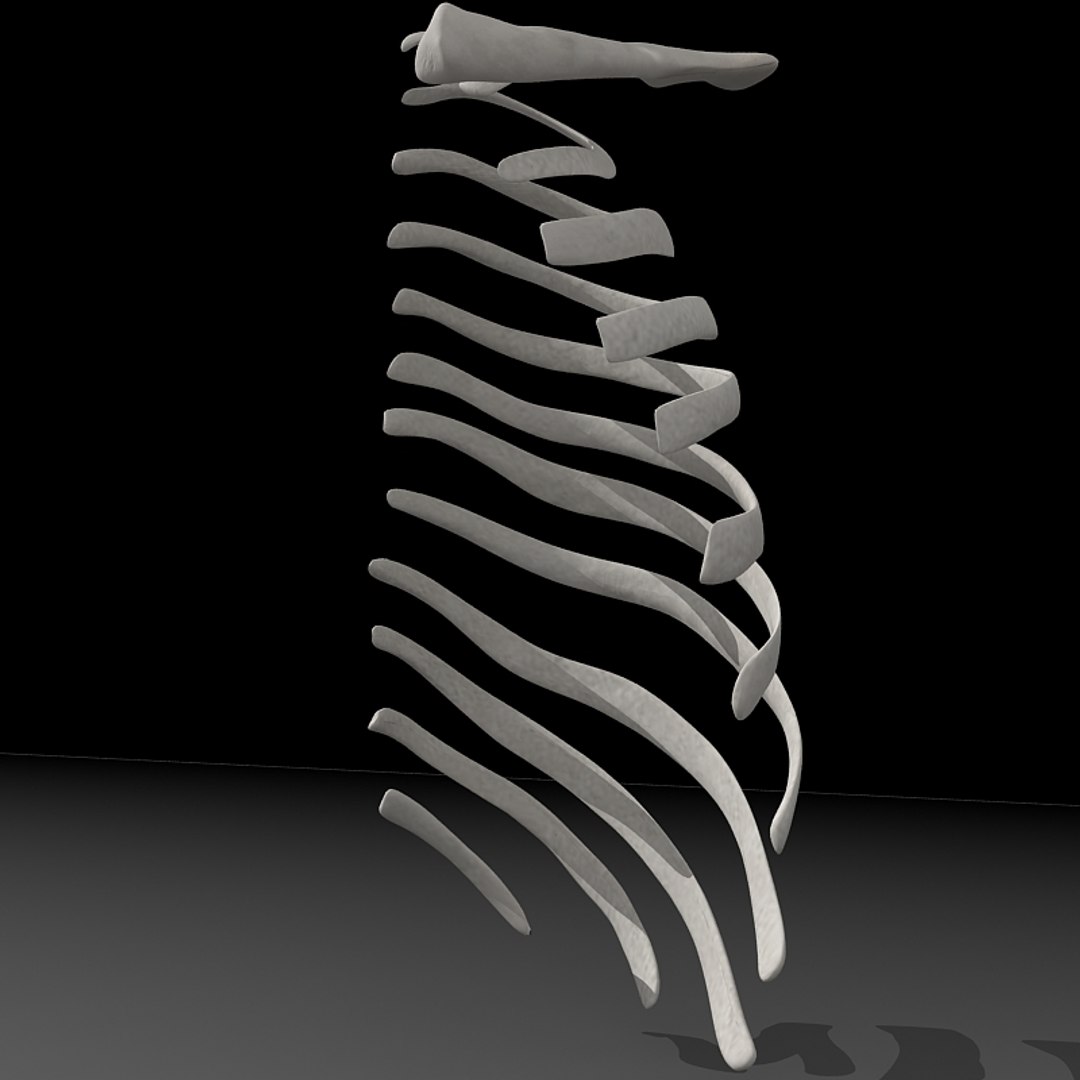 Rib Cage Ri 3d Model