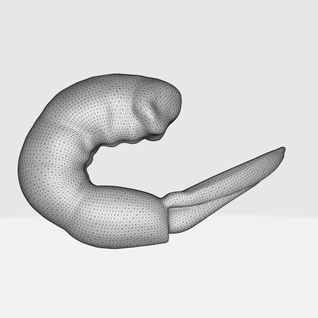 Shrimp 3D Model - TurboSquid 2270979