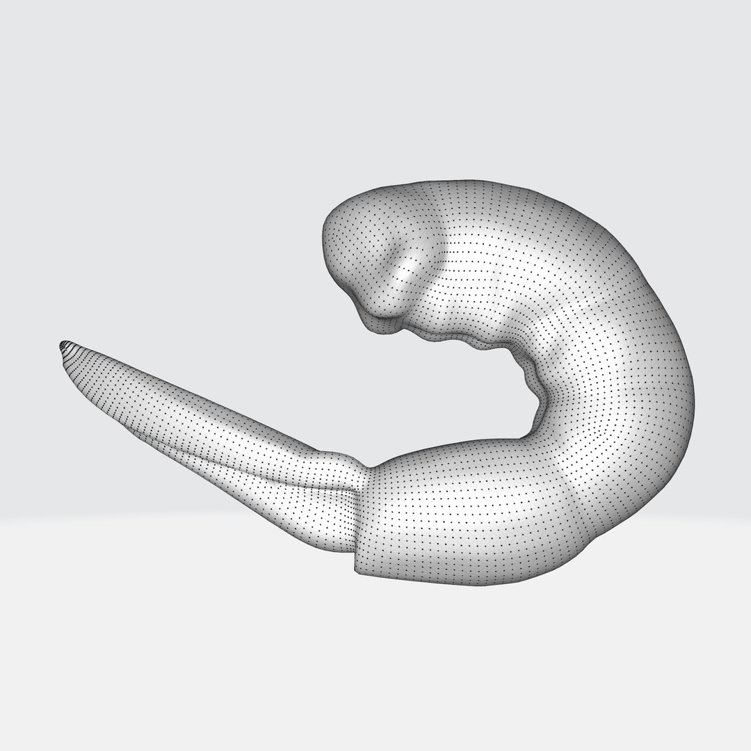 Shrimp 3D Model - TurboSquid 2270979