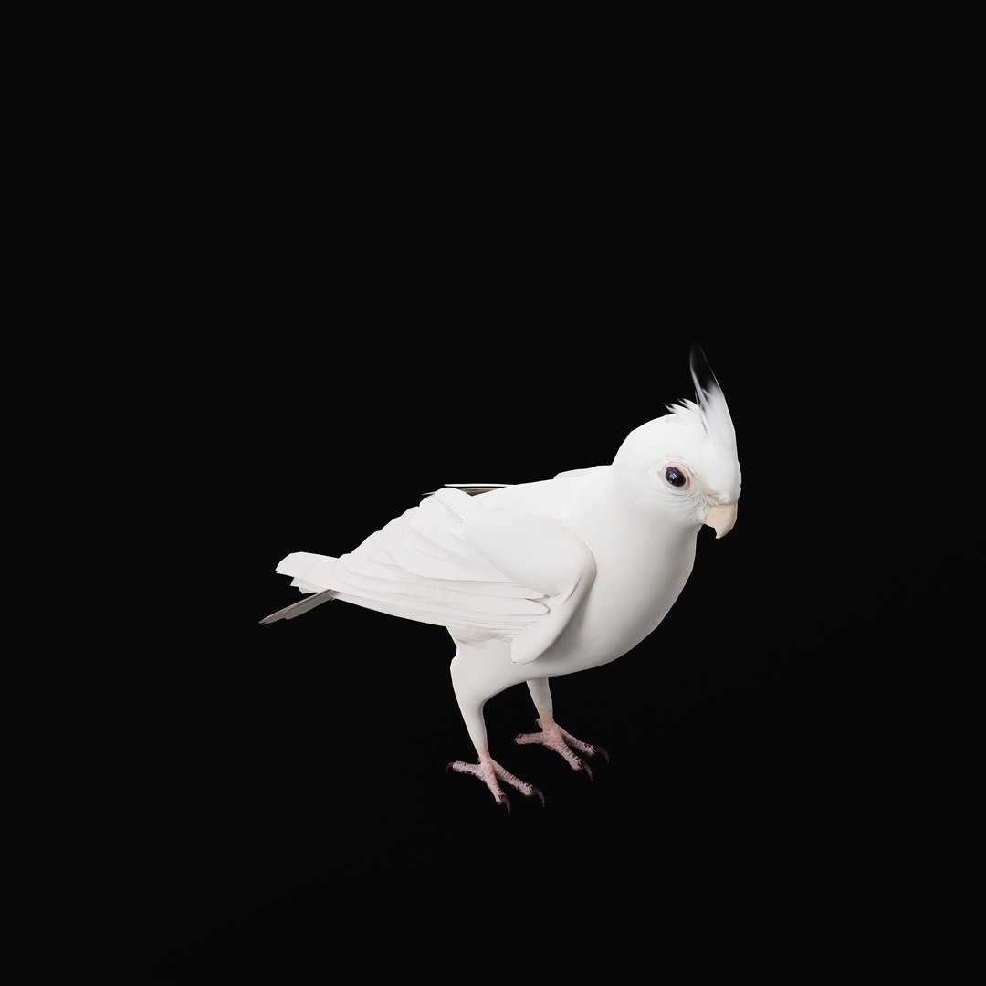 3D Albino Cockatiel Parrot Bird https://p.turbosquid.com/ts-thumb/NK/wTRoa3/1V/albinocockatielao_0005/jpg/1743546660/1920x1080/fit_q87/2db9d8e70c2281297963db58881804254cf10519/albinocockatielao_0005.jpg