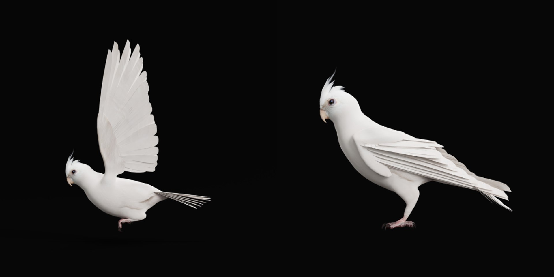 3D Albino Cockatiel Parrot Bird https://p.turbosquid.com/ts-thumb/NK/wTRoa3/4O/cockatiel_bird2/png/1743546661/1920x1080/fit_q87/89ecf67db9419e65309cd72541f506ad8d9e7443/cockatiel_bird2.jpg