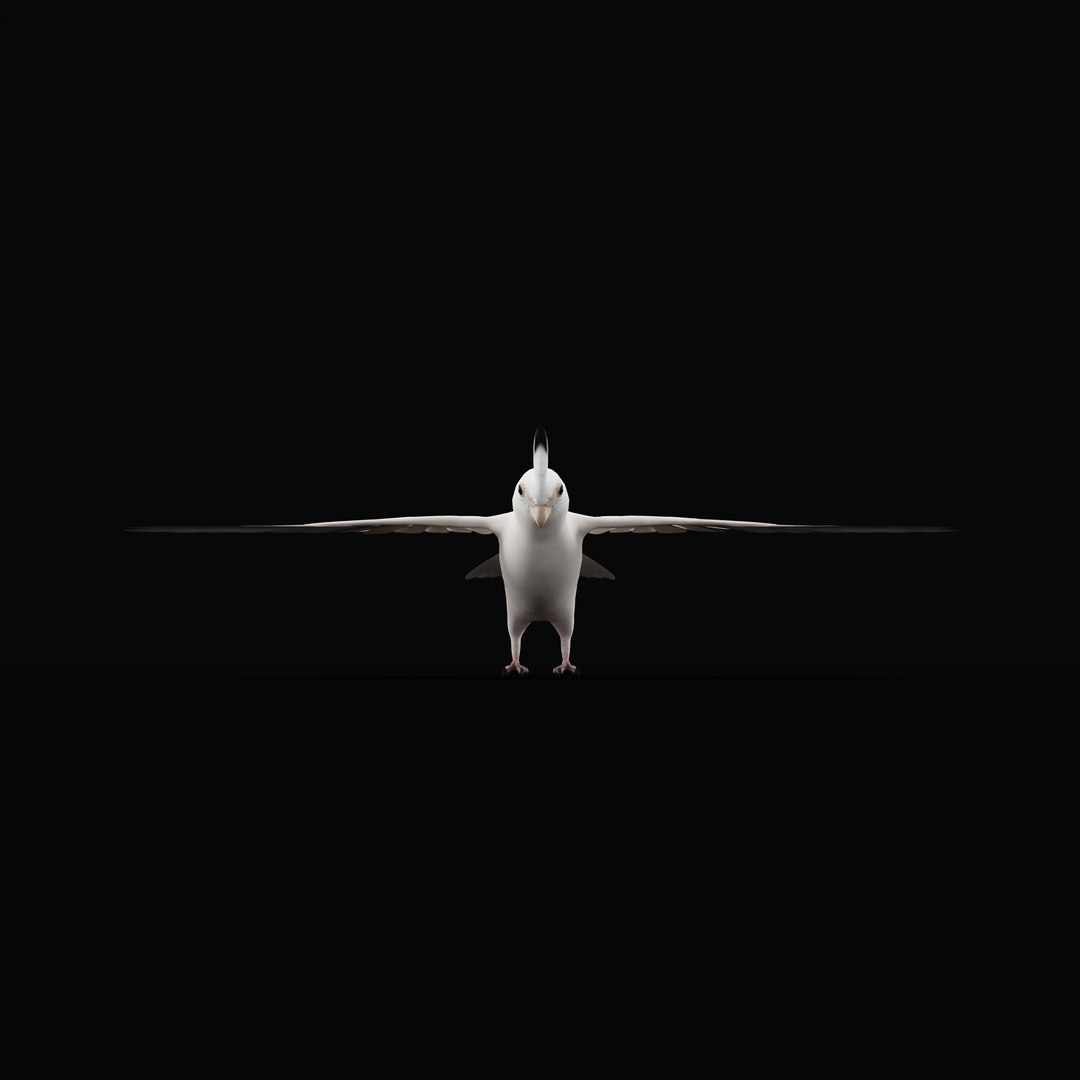 3D Albino Cockatiel Parrot Bird https://p.turbosquid.com/ts-thumb/NK/wTRoa3/7y/albinocockatielao_0000/jpg/1743546657/1920x1080/fit_q87/7a47766eb1fad172d413f5da297bfc37ba17eabc/albinocockatielao_0000.jpg