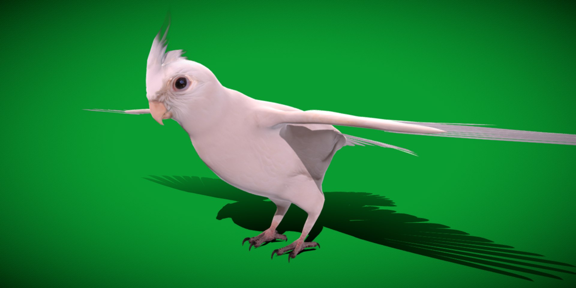 3D Albino Cockatiel Parrot Bird https://p.turbosquid.com/ts-thumb/NK/wTRoa3/8H/cockatiel_bird17/png/1743546670/1920x1080/fit_q87/630602225ca63e3522a6b796a92d2d02c378c093/cockatiel_bird17.jpg