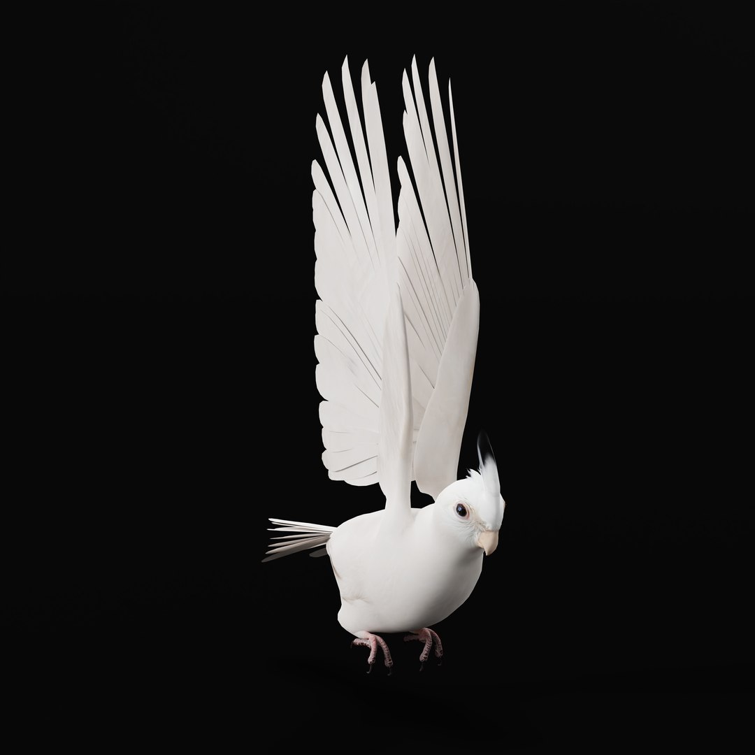 3D Albino Cockatiel Parrot Bird https://p.turbosquid.com/ts-thumb/NK/wTRoa3/CJ/albinocockatielao_0006/jpg/1743546660/1920x1080/fit_q87/e831cbe61173e4fced388d93df4112b616541f78/albinocockatielao_0006.jpg