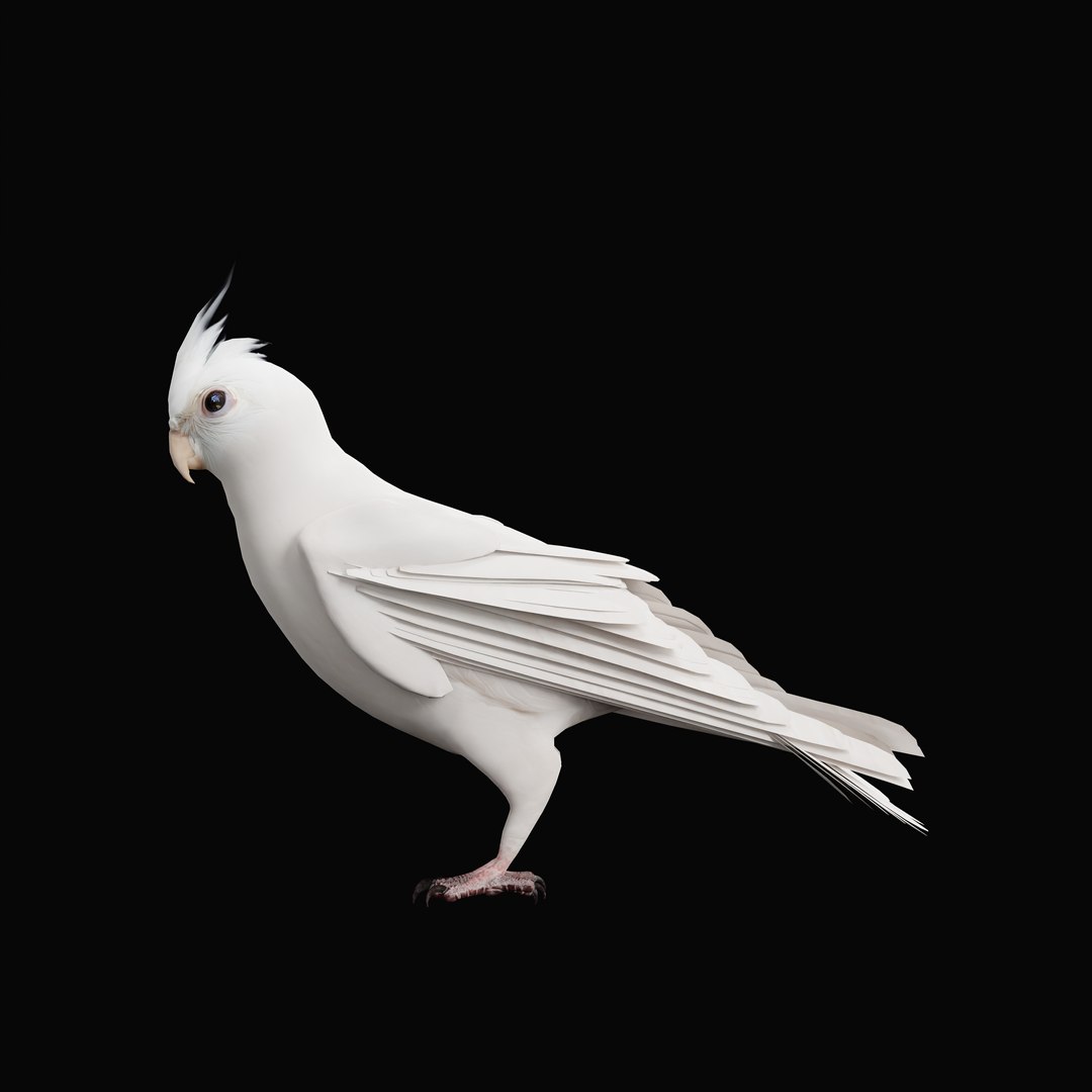 3D Albino Cockatiel Parrot Bird https://p.turbosquid.com/ts-thumb/NK/wTRoa3/Uu/albinocockatielao_0003/jpg/1743546658/1920x1080/fit_q87/f8c24fb77d6f59360067422c079ac4060a22c140/albinocockatielao_0003.jpg