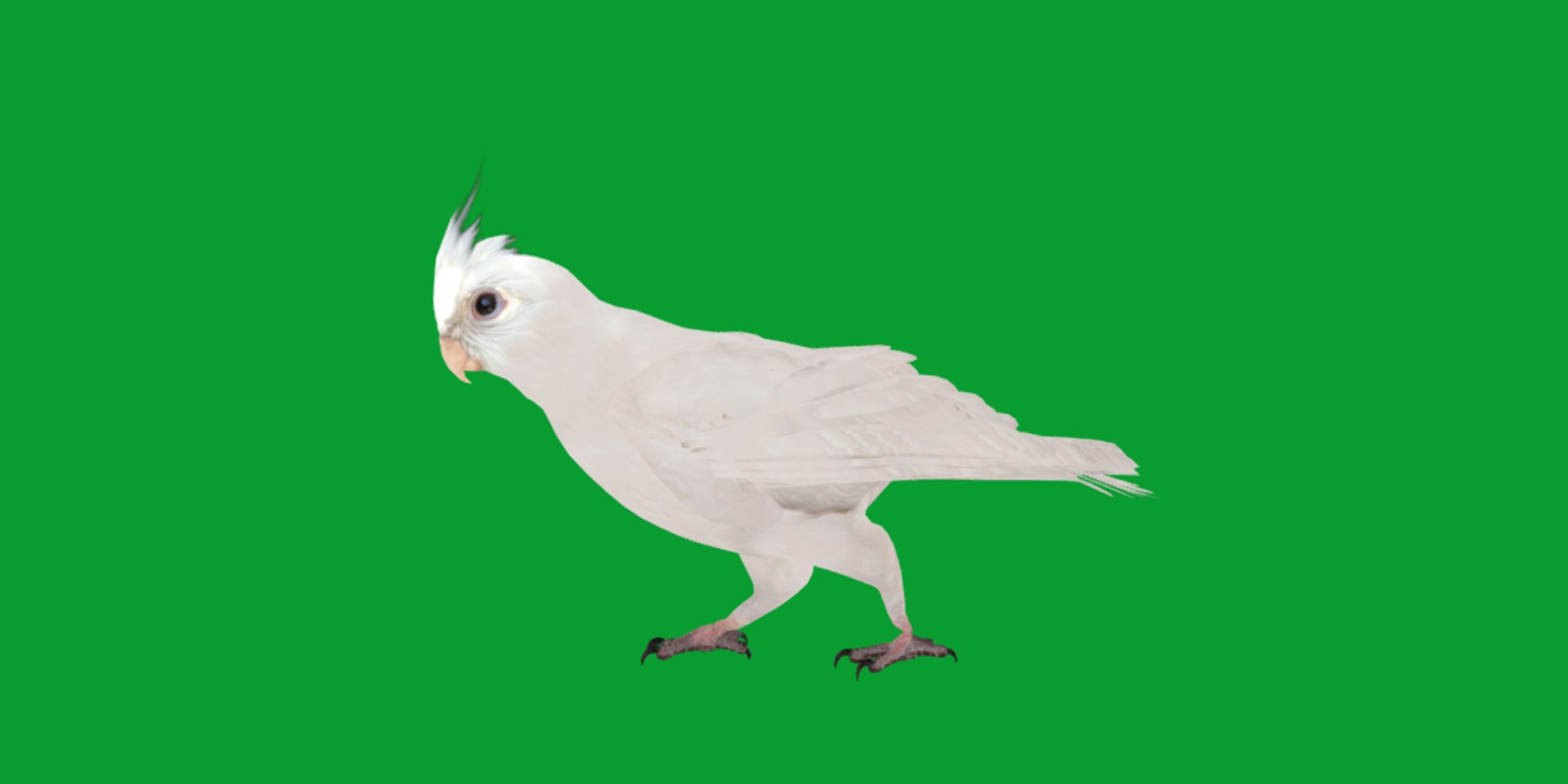 3D Albino Cockatiel Parrot Bird https://p.turbosquid.com/ts-thumb/NK/wTRoa3/Yh/cockatiel_bird4/png/1743546663/1920x1080/fit_q87/f9eea77ede1901ab92596d7c7f54398a04209295/cockatiel_bird4.jpg