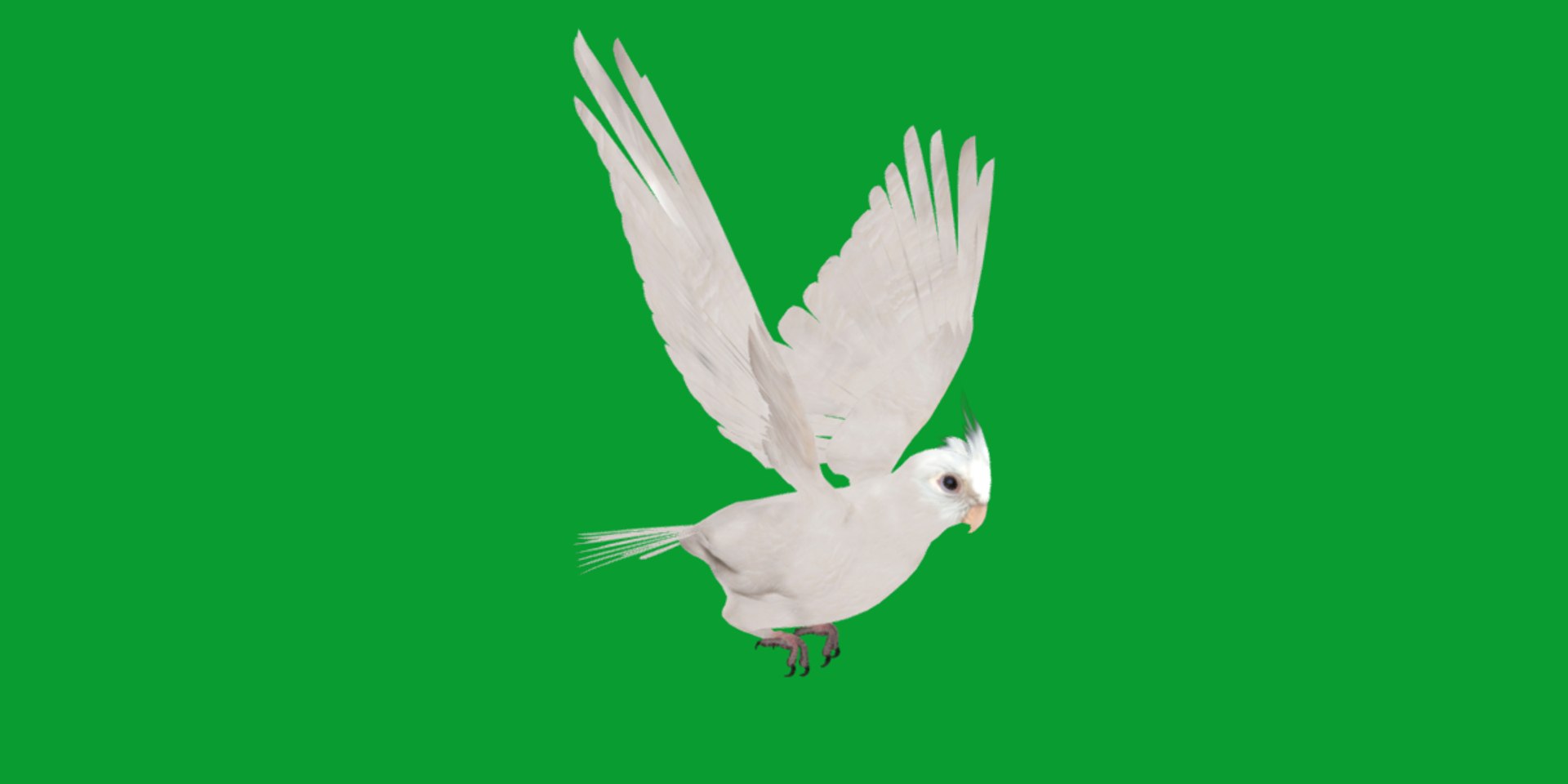 3D Albino Cockatiel Parrot Bird https://p.turbosquid.com/ts-thumb/NK/wTRoa3/Yv/cockatiel_bird21/png/1743546672/1920x1080/fit_q87/7cadf334b13c1e0a0a14270880ae7f1345ac388a/cockatiel_bird21.jpg
