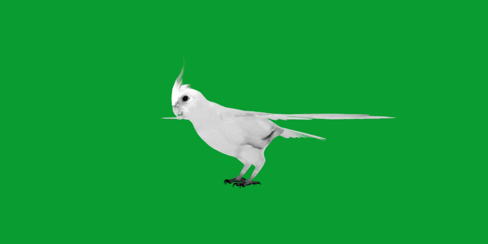 3D Albino Cockatiel Parrot Bird https://p.turbosquid.com/ts-thumb/NK/wTRoa3/ZS/cockatiel_bird13/png/1743546667/1920x1080/fit_q87/1a3846aeca300026ffd38803da1522d6ead0be4c/cockatiel_bird13.jpg