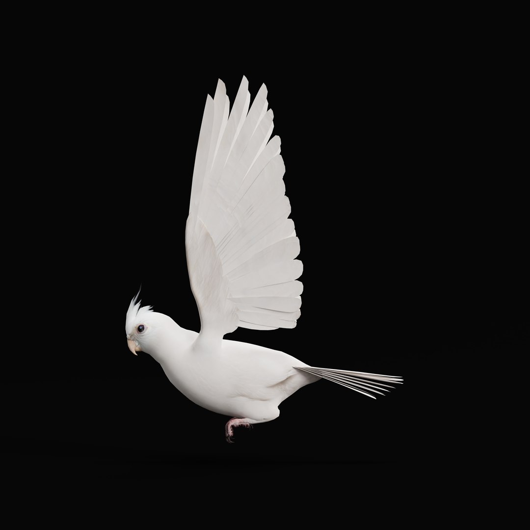 3D Albino Cockatiel Parrot Bird https://p.turbosquid.com/ts-thumb/NK/wTRoa3/fJ/albinocockatielao_0007/jpg/1743546661/1920x1080/fit_q87/d2f2e6509d748792a2fb19c3a3e97c77a4ddde75/albinocockatielao_0007.jpg