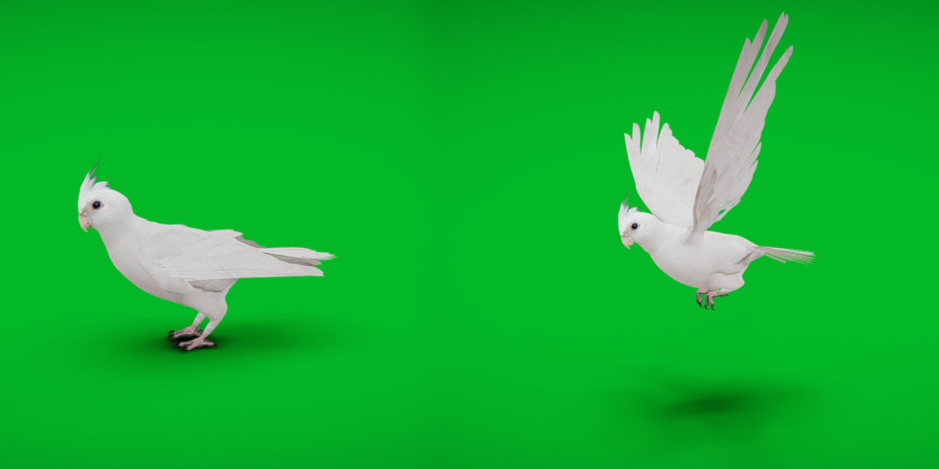 3D Albino Cockatiel Parrot Bird https://p.turbosquid.com/ts-thumb/NK/wTRoa3/gx/albino_cockatielcopy/png/1743546635/1920x1080/fit_q87/55b7c92f51e2f1f3dc06c04e7b3217b981c64004/albino_cockatielcopy.jpg