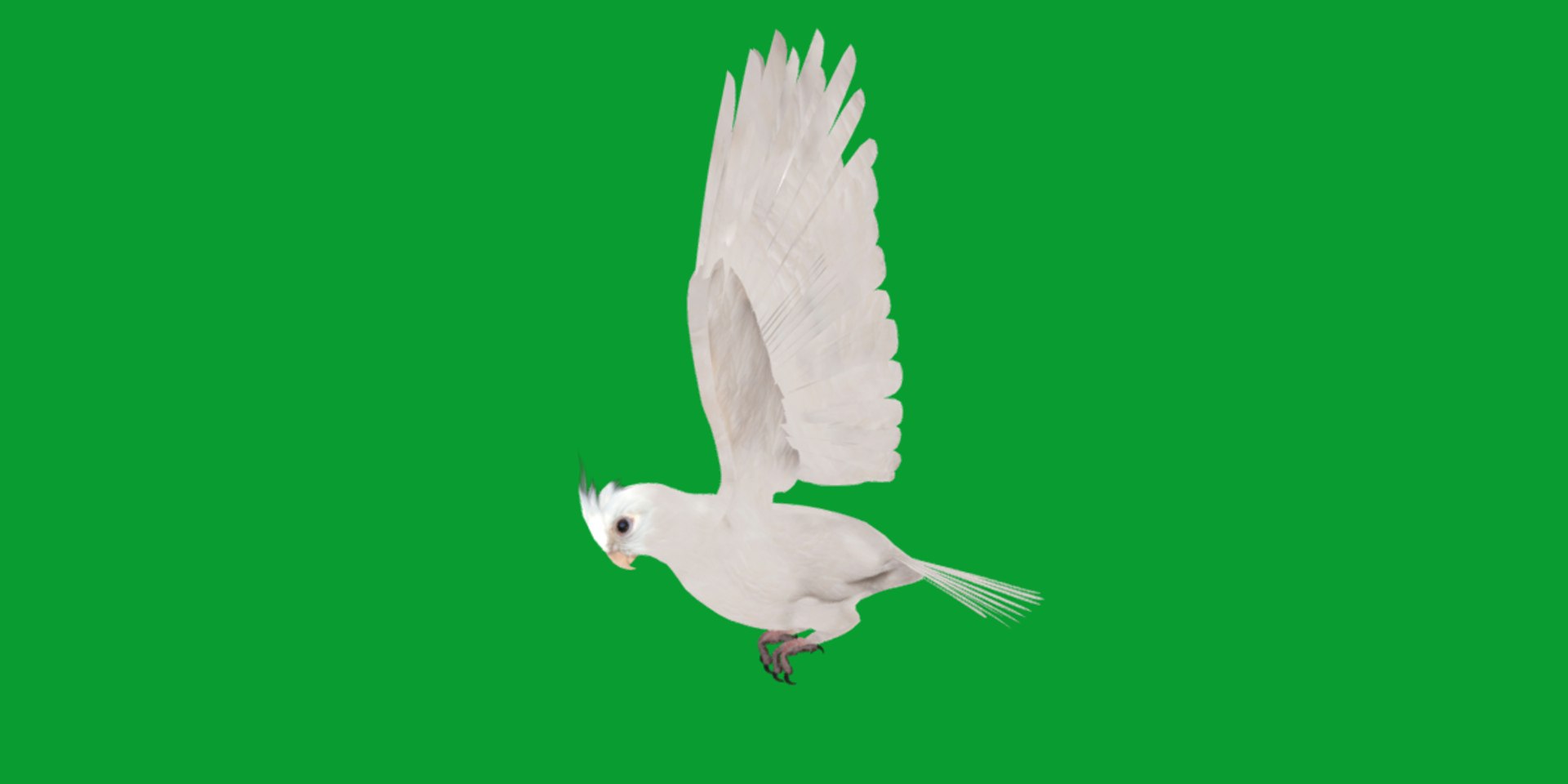 3D Albino Cockatiel Parrot Bird https://p.turbosquid.com/ts-thumb/NK/wTRoa3/iG/cockatiel_bird33/png/1743546679/1920x1080/fit_q87/435b3d547a77d01d72feb6766b5e52d390661e3e/cockatiel_bird33.jpg