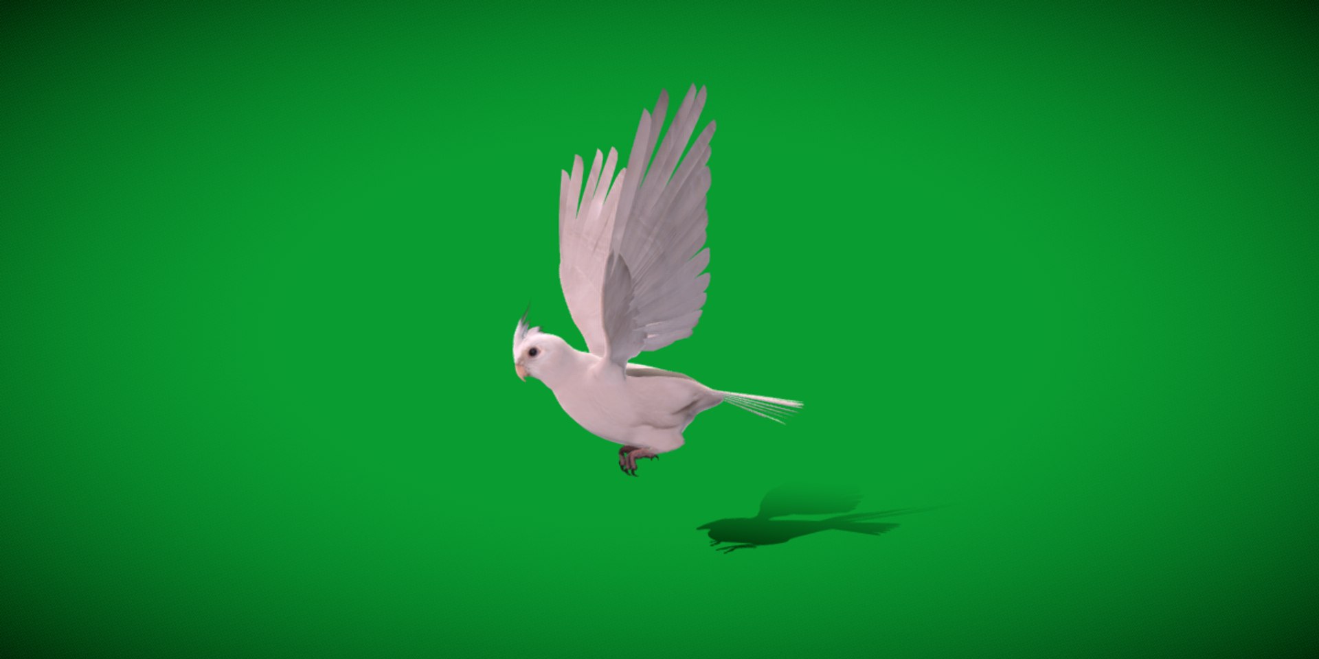 3D Albino Cockatiel Parrot Bird https://p.turbosquid.com/ts-thumb/NK/wTRoa3/j3/cockatiel_bird19/png/1743546671/1920x1080/fit_q87/ad1de7bceac438f73b3a0577d04c3686670e001f/cockatiel_bird19.jpg