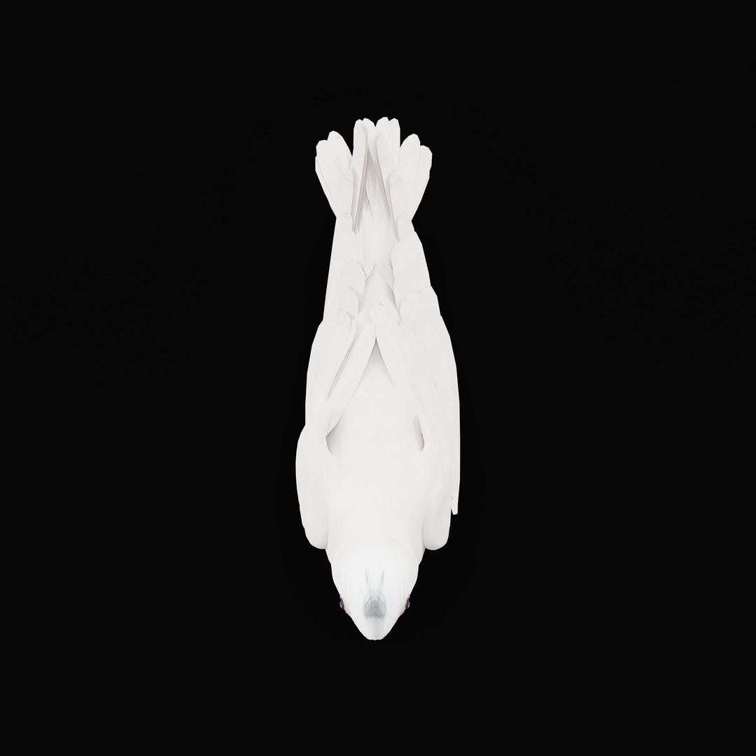 3D Albino Cockatiel Parrot Bird https://p.turbosquid.com/ts-thumb/NK/wTRoa3/lM/albinocockatielao_0004/jpg/1743546659/1920x1080/fit_q87/44e316324d8dde4c2c11980af4eb05ca24fd4d8b/albinocockatielao_0004.jpg