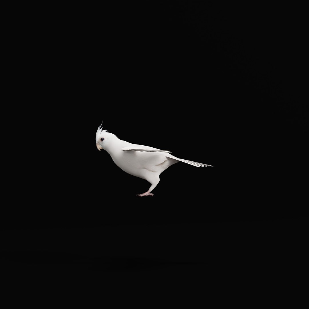 3D Albino Cockatiel Parrot Bird https://p.turbosquid.com/ts-thumb/NK/wTRoa3/mB/albinocockatielao_0001/jpg/1743546657/1920x1080/fit_q87/05e68f9d3d1367828303e25939dec2d4d872cec3/albinocockatielao_0001.jpg