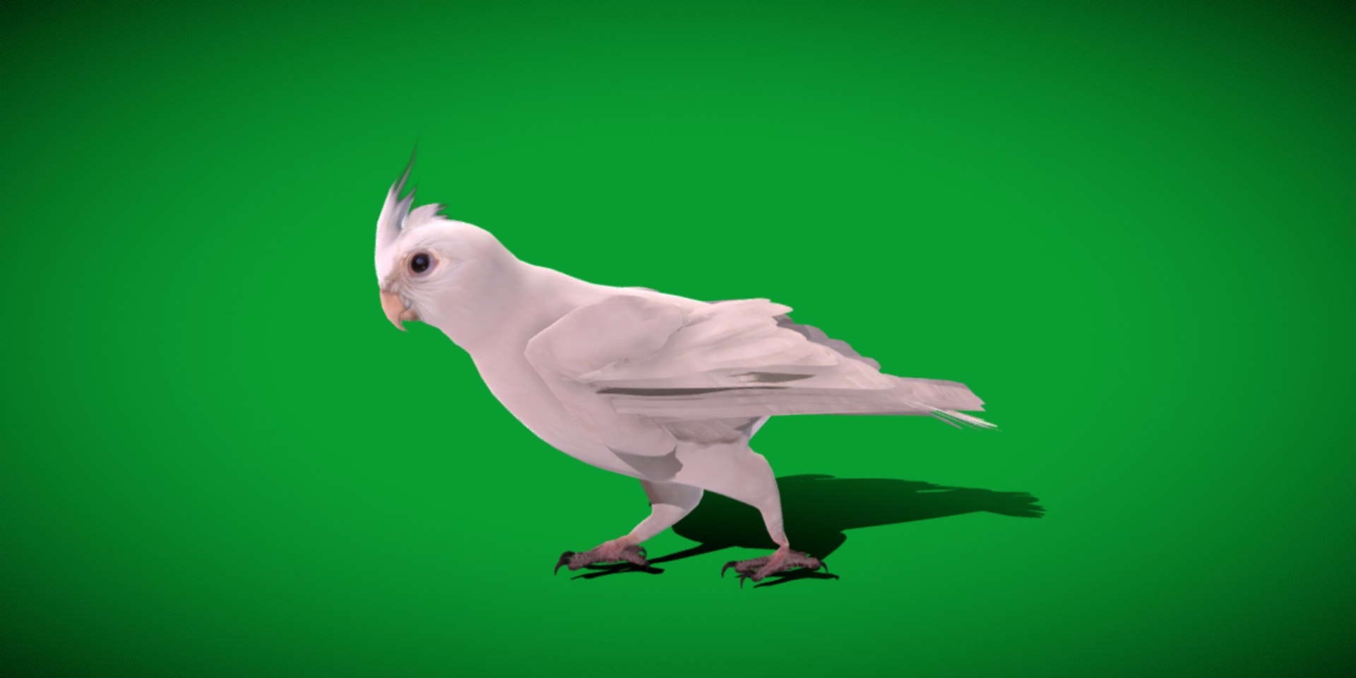3D Albino Cockatiel Parrot Bird https://p.turbosquid.com/ts-thumb/NK/wTRoa3/t9/cockatiel_bird3/png/1743546662/1920x1080/fit_q87/364a0949f5885b6c735d08bf24ea49afd35ddf53/cockatiel_bird3.jpg