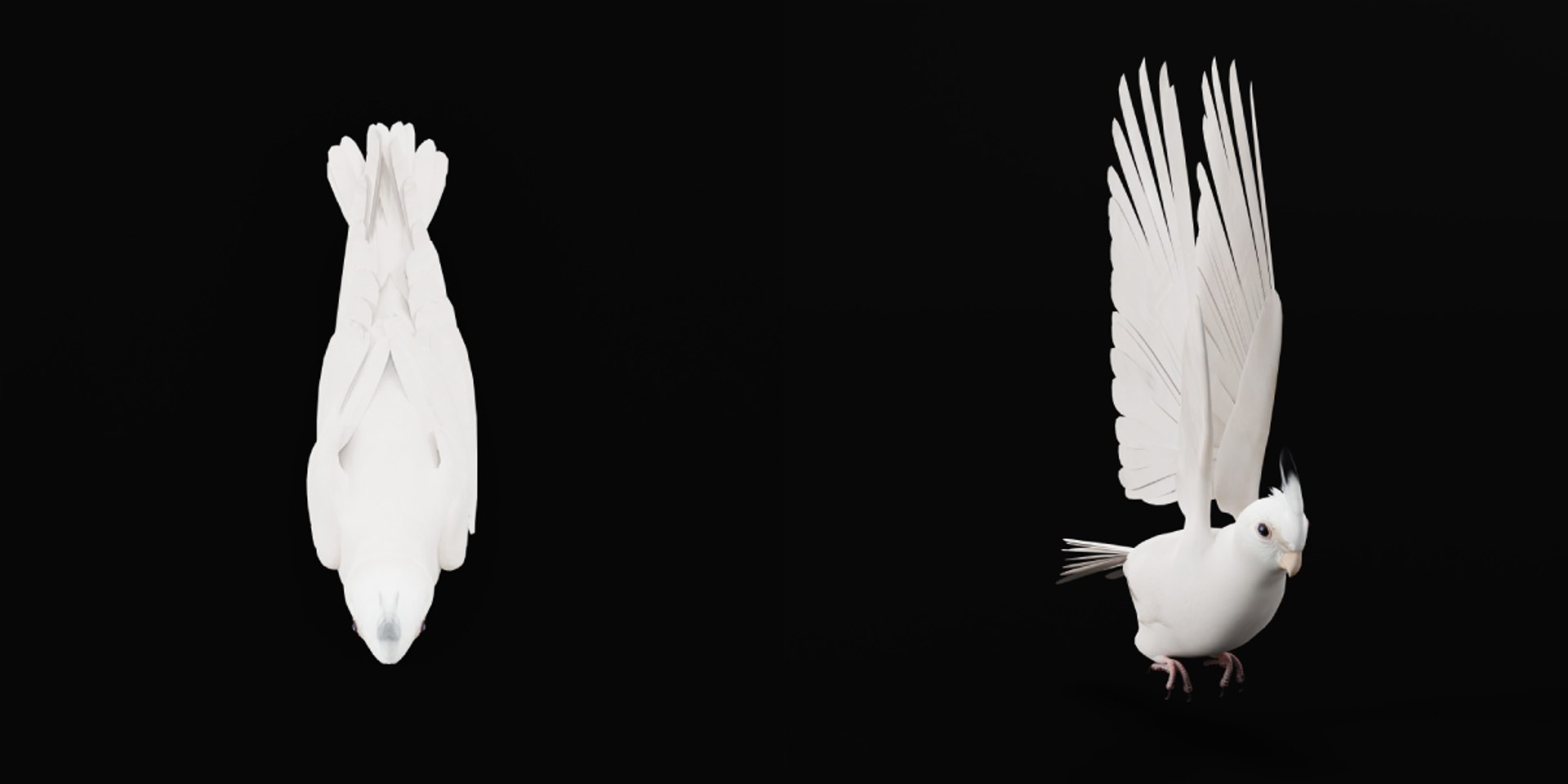 3D Albino Cockatiel Parrot Bird https://p.turbosquid.com/ts-thumb/NK/wTRoa3/yZ/cockatiel_bird10/png/1743546666/1920x1080/fit_q87/aedc5cfa118d3f2abf99cd430e87ba49edf7d2ae/cockatiel_bird10.jpg