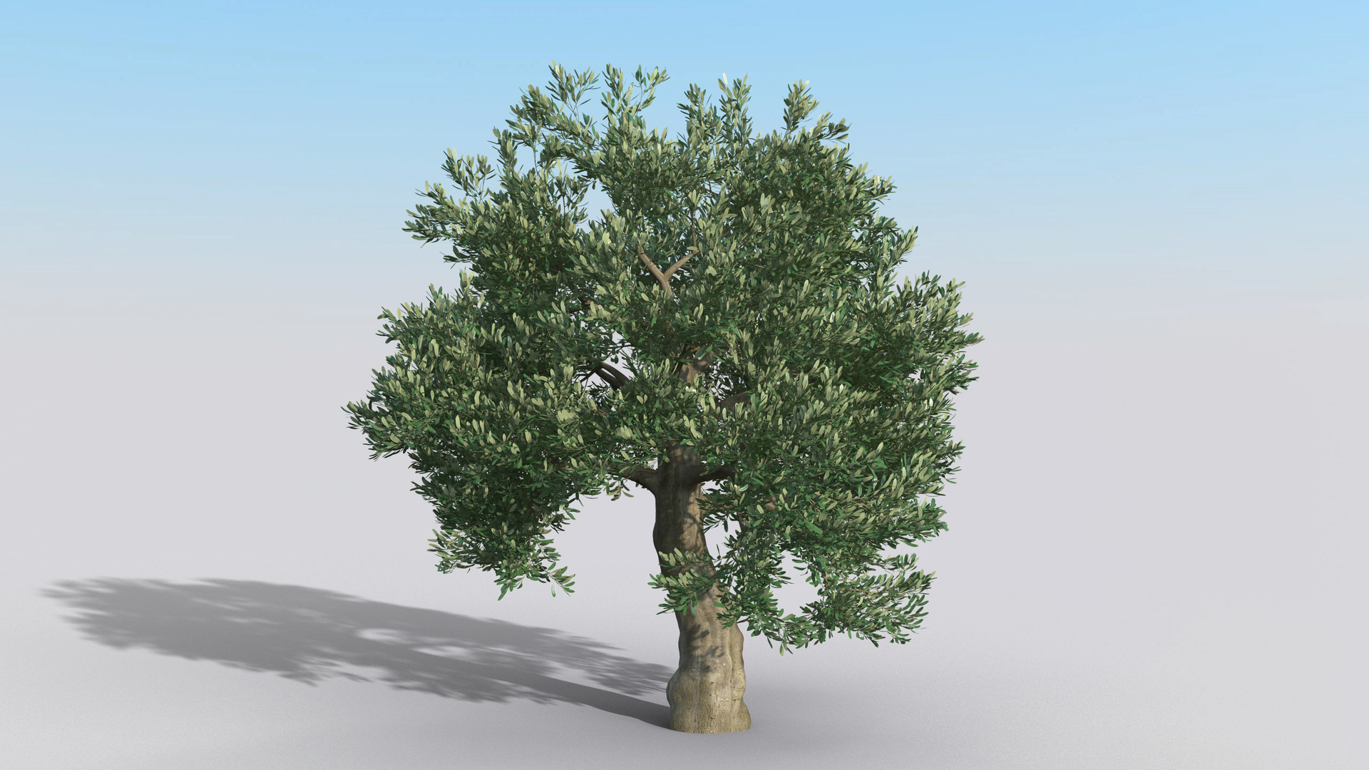 Olive Tree Model - TurboSquid 1531259