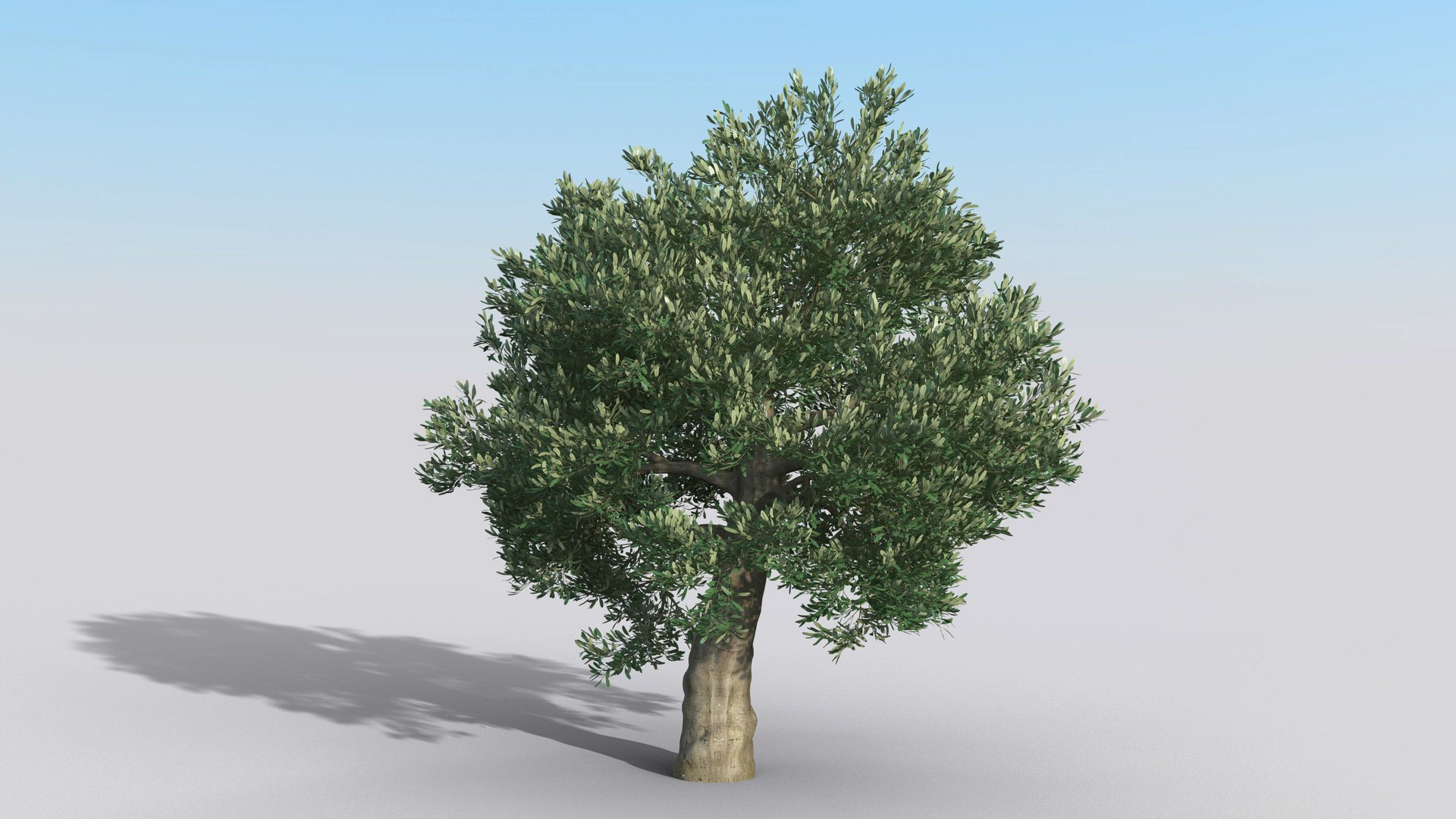 Olive Tree Model - TurboSquid 1531259