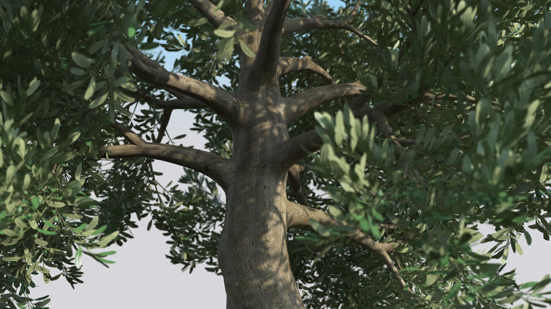 Olive Tree Model - TurboSquid 1531259