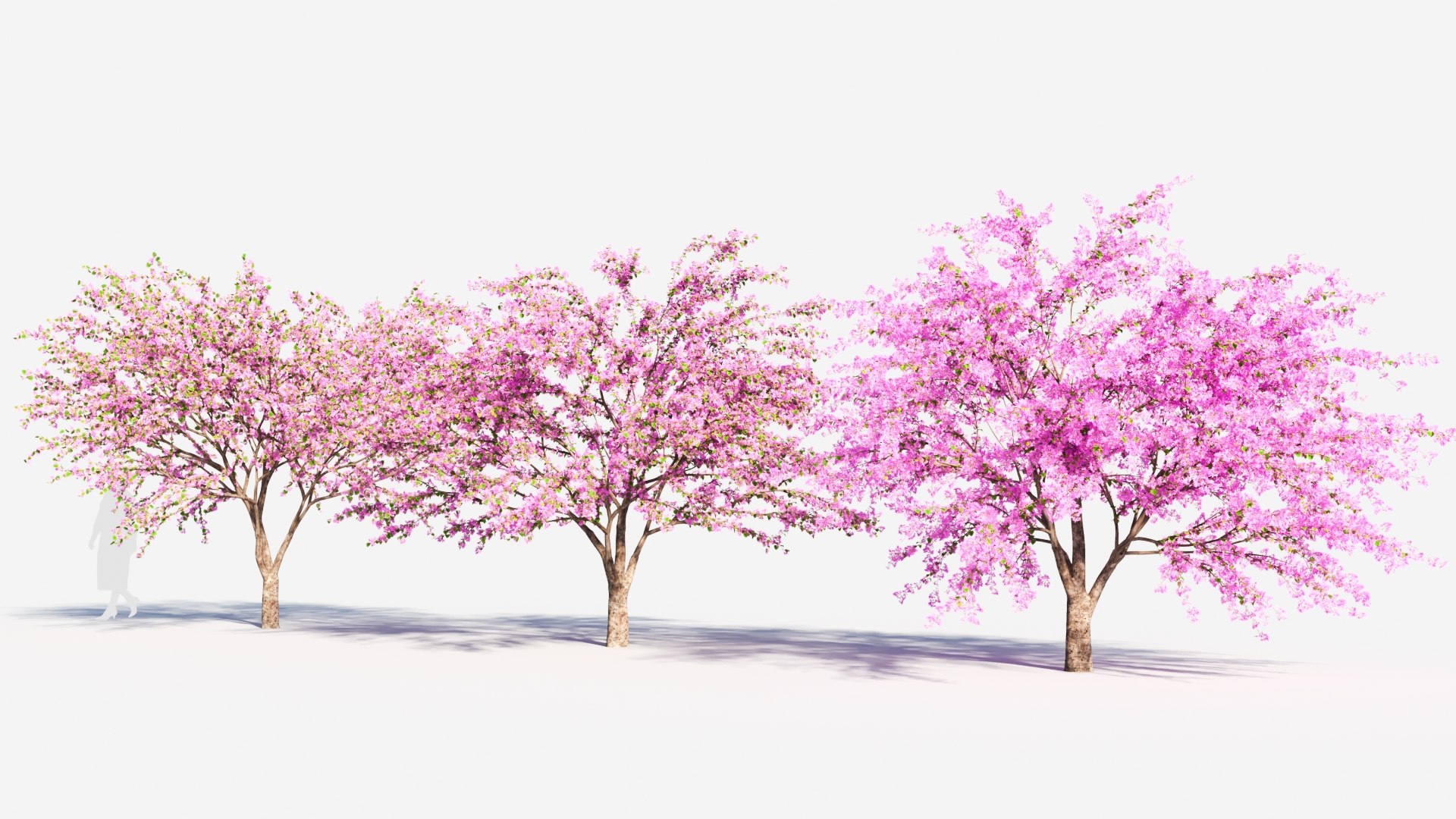 Cerasus Tree A 3D Model - TurboSquid 2119114