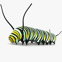 Monarch Butterfly Caterpillar Fur
