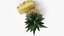 Fruta de piña