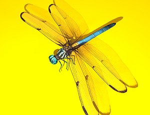 3D dragonfly rigged