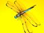 Dragonfly Rigged
