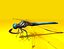 Dragonfly Rigged