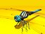 Dragonfly Rigged