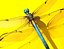 Dragonfly Rigged