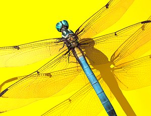 Dragonfly Rigged
