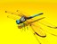 Dragonfly Rigged