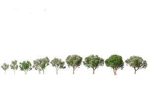 Melaleuca linariifolia - flax-leaved paperbark 3D