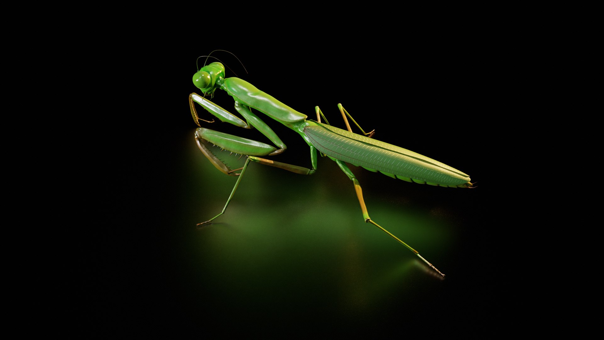 3D model Praying Mantis Rig PBR https://p.turbosquid.com/ts-thumb/NL/IatTjZ/Oo/untitled_maincamera1/png/1757262343/1920x1080/fit_q87/0556083ddde4977f7bda0373259da4cfb35cebaa/untitled_maincamera1.jpg
