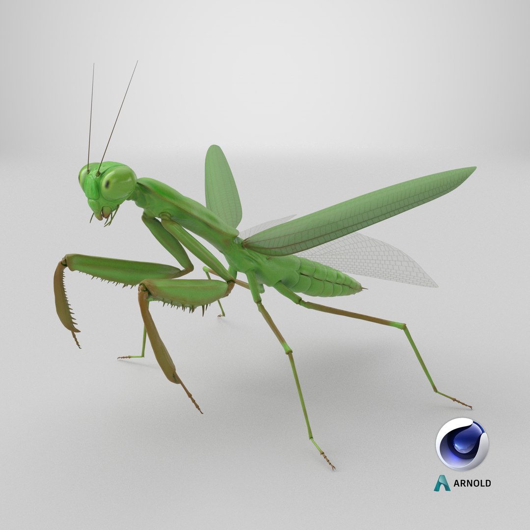 3D model Praying Mantis Rig PBR https://p.turbosquid.com/ts-thumb/NL/IatTjZ/fU/stemcell_cinema_4d_arnold_render/png/1777626542/1920x1080/fit_q87/3437ff8ccbd90c623022f382c50e6e0eabbaeee7/stemcell_cinema_4d_arnold_render.jpg