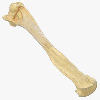 Pavian Monkey Male Humerus Bone 01
