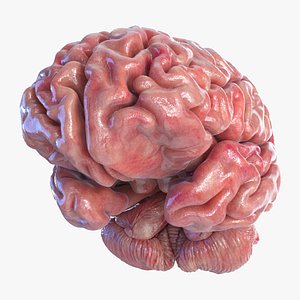 3D model brain cerebellum