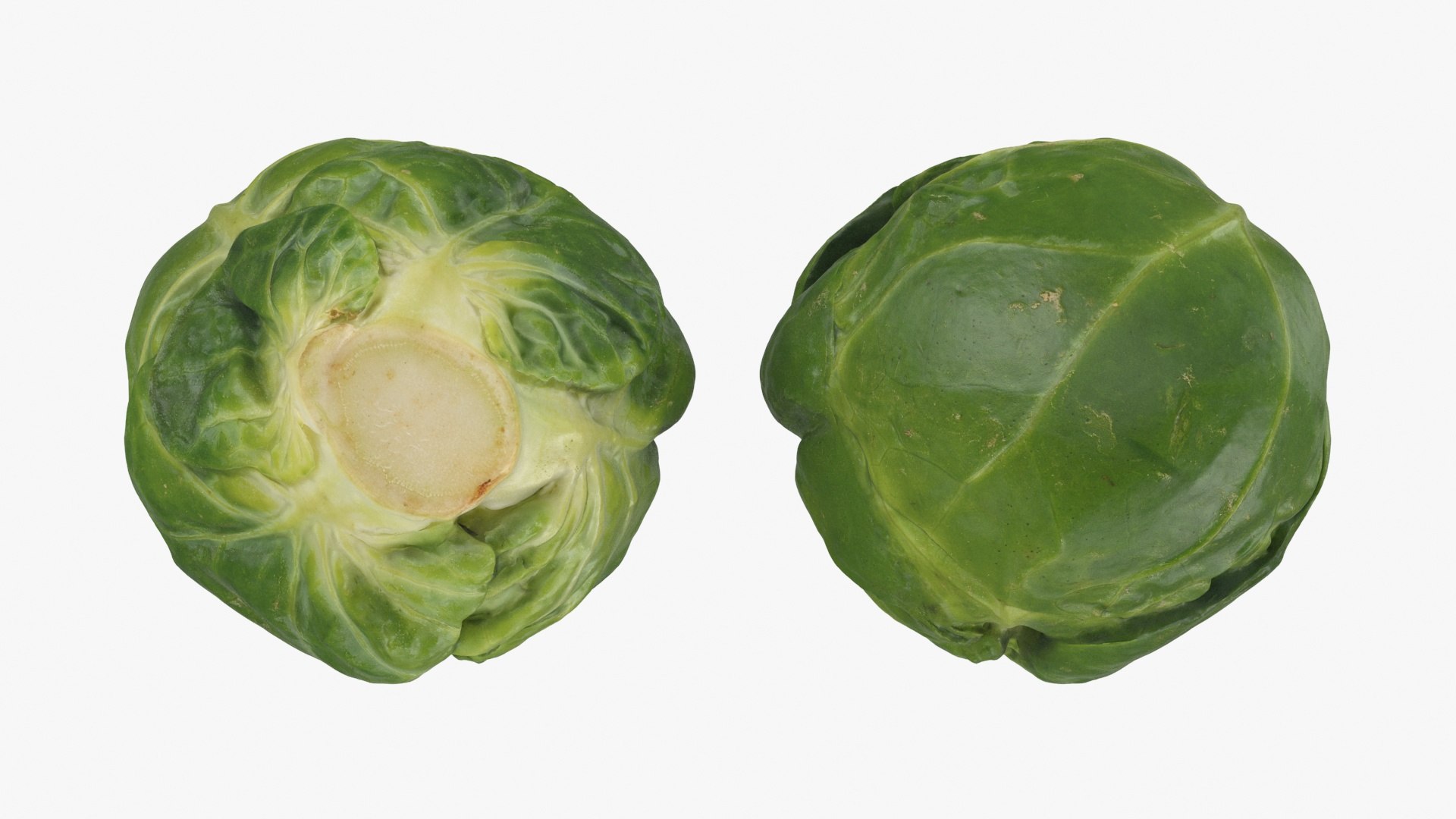 3D Brussels Sprouts 1 https://p.turbosquid.com/ts-thumb/NL/YAmjJy/AR/setbrusselssprout_b0024/jpg/1735752649/1920x1080/fit_q87/ae79cbffe77ad14ee107ffa35fd4caf7755199de/setbrusselssprout_b0024.jpg