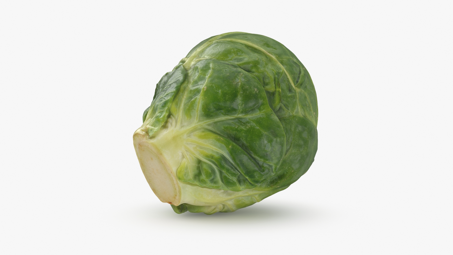 3D Brussels Sprouts 1 https://p.turbosquid.com/ts-thumb/NL/YAmjJy/Ia/brusselssprout01/jpg/1735752794/1920x1080/turn_fit_q99/5ddef5de09051624a6bf4fd1649919c94a5daa7e/brusselssprout01-1.jpg