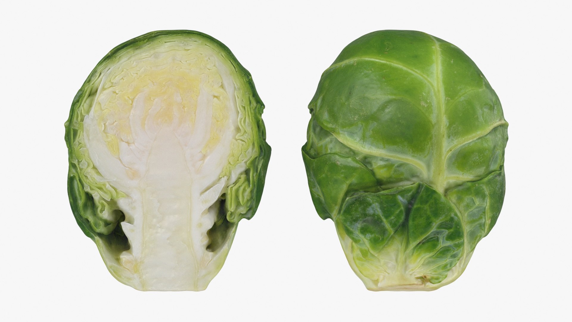 3D Brussels Sprouts 1 https://p.turbosquid.com/ts-thumb/NL/YAmjJy/Vb/setbrusselssprout_b0023/jpg/1735752649/1920x1080/fit_q87/8355fb8ce04ab9e966145eb21b774045a98e83fa/setbrusselssprout_b0023.jpg