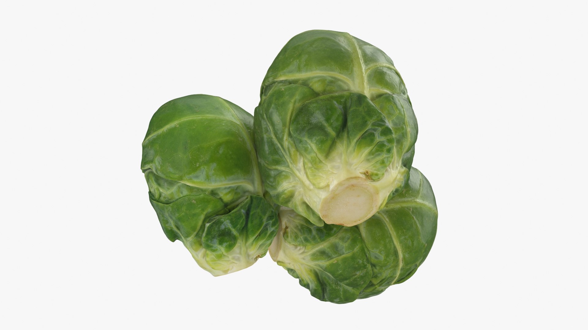 3D Brussels Sprouts 1 https://p.turbosquid.com/ts-thumb/NL/YAmjJy/XI/setbrusselssprout_b0018/jpg/1735752647/1920x1080/fit_q87/e92cbed8b611b55893685b7a841a8b0ba975fdf2/setbrusselssprout_b0018.jpg