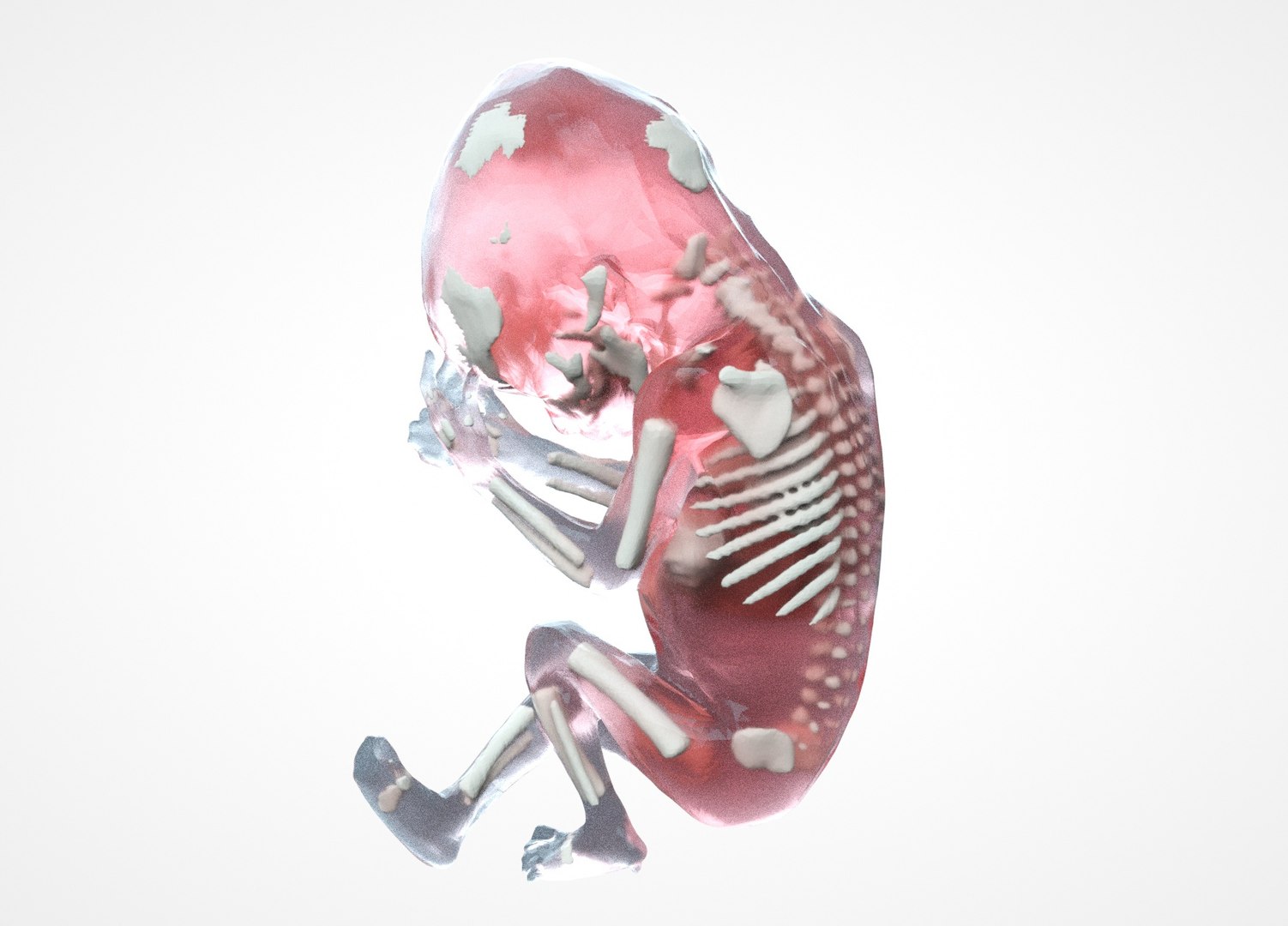 3D Fetus Baby Embryo - TurboSquid 1425690