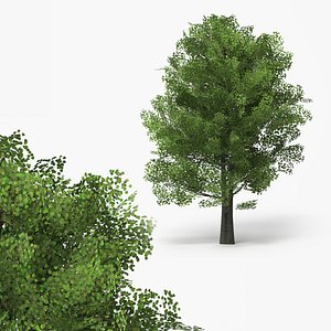 3D Realistic Lowpoly Aspen Foliage Tree Green