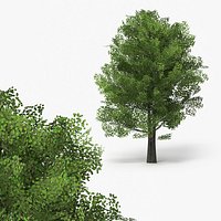 Realistic Lowpoly Aspen Foliage Tree Green