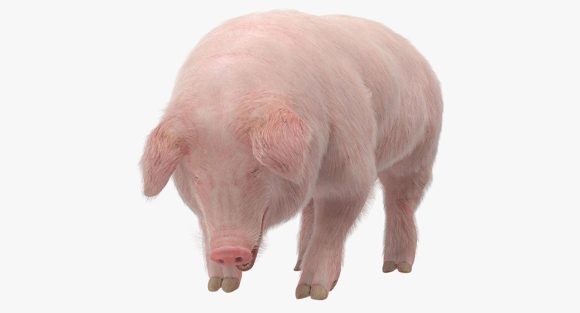 Pig Sow Landrace Standing Pose with Fur 3D Model 3D model preview