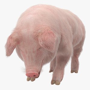 Pig Sow Landrace Standing Pose with Fur 3D Model