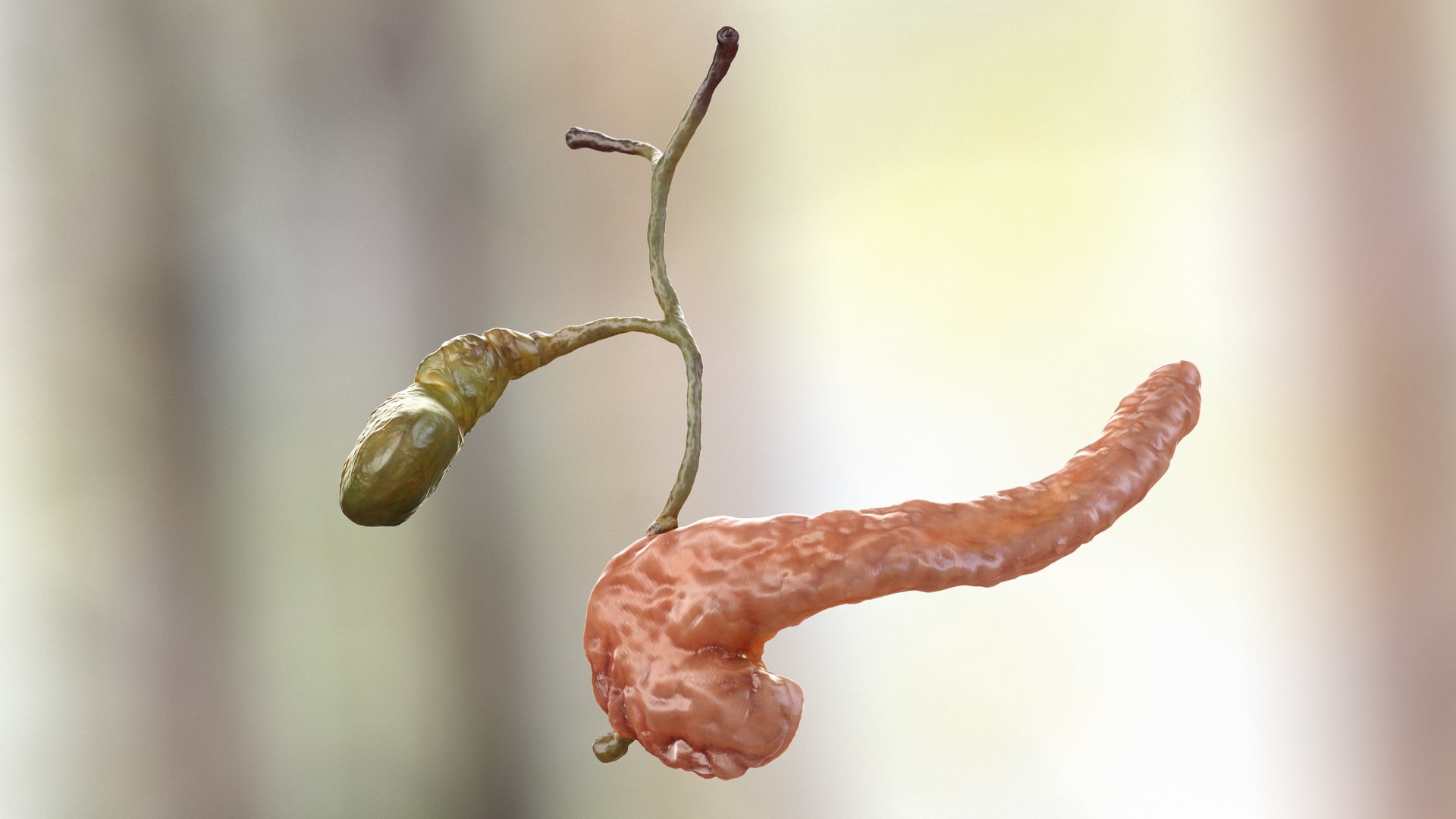 Human Organs Big Collection 3D model preview